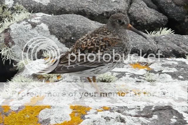 Dunlin