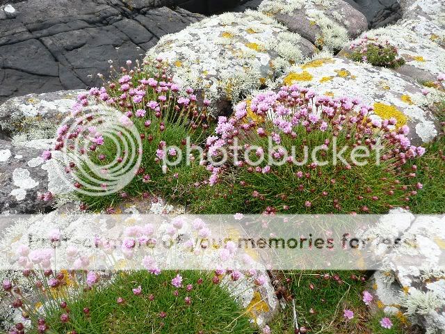 Thrift & Lichens