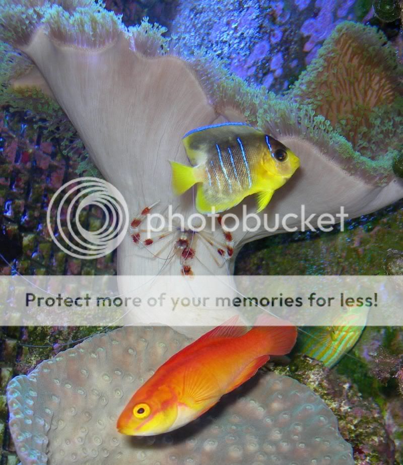 Holacanthus_bermudensis_xanthicnew7.jpg