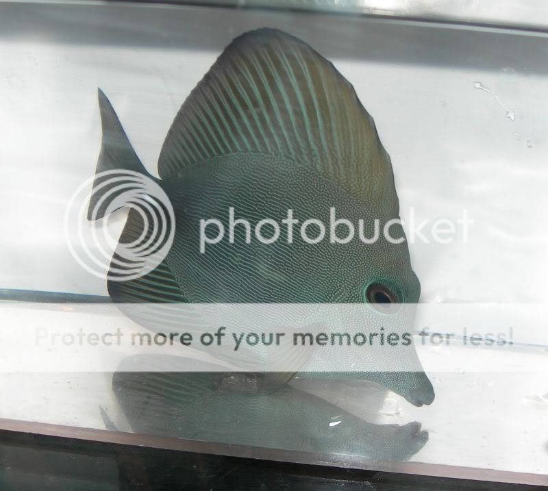 black tang or hybrid