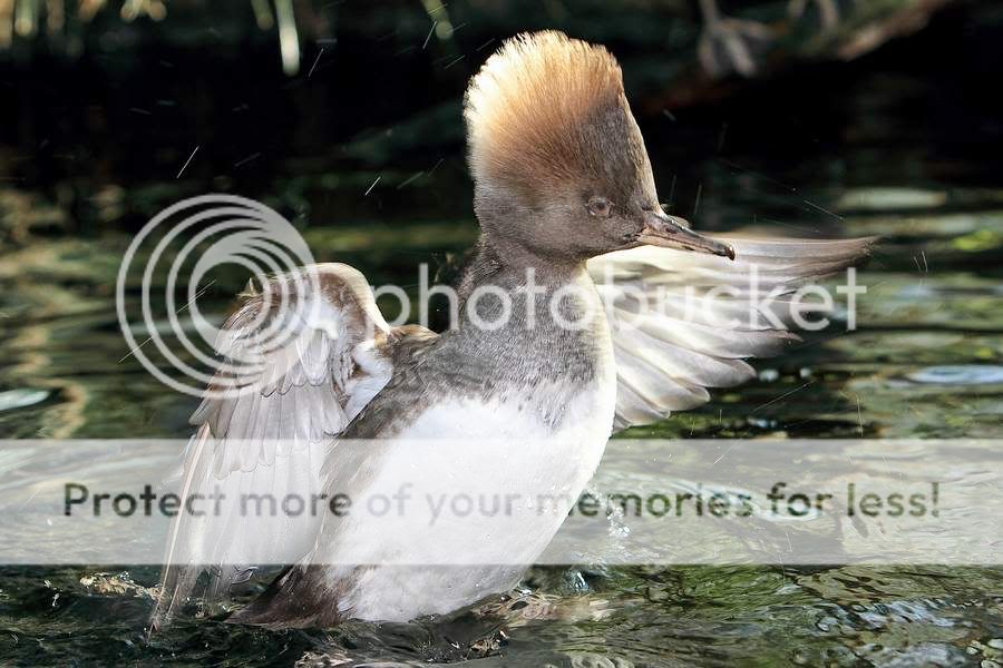 IMAGE: http://i747.photobucket.com/albums/xx117/Bytor_Photo2112/IMG_1051.jpg