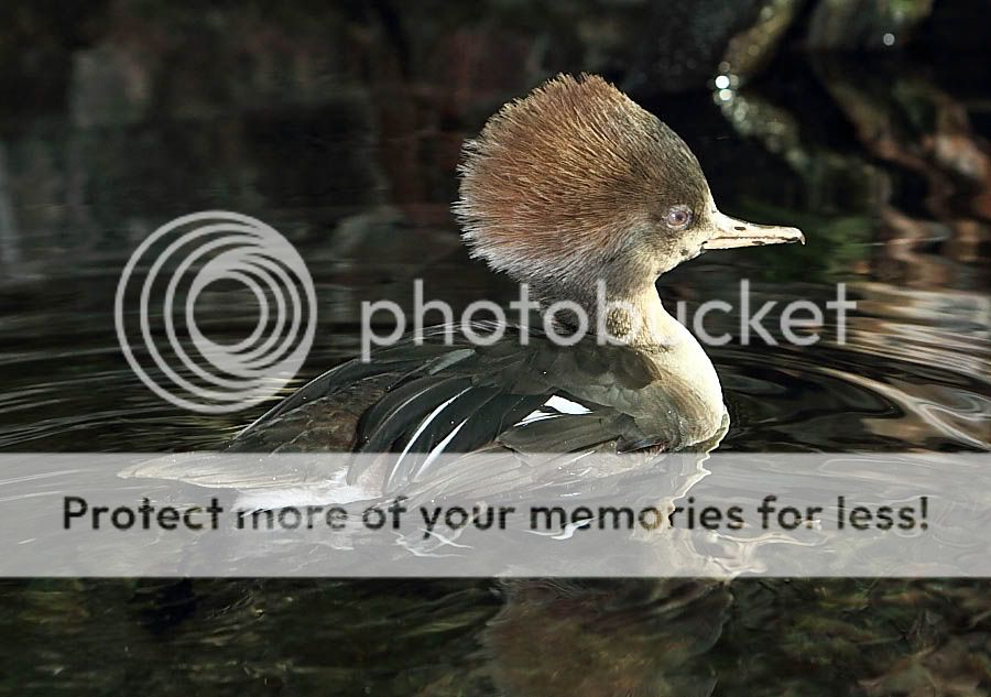 IMAGE: http://i747.photobucket.com/albums/xx117/Bytor_Photo2112/IMG_1054.jpg