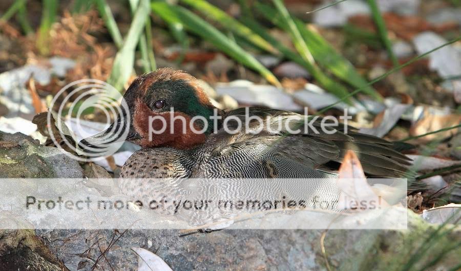 IMAGE: http://i747.photobucket.com/albums/xx117/Bytor_Photo2112/IMG_1058.jpg