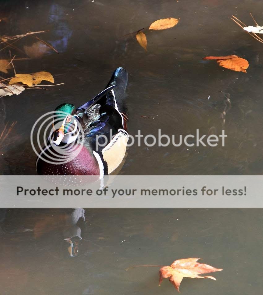 IMAGE: http://i747.photobucket.com/albums/xx117/Bytor_Photo2112/IMG_1105.jpg