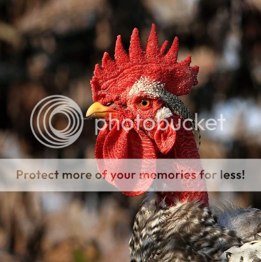 IMAGE: http://i747.photobucket.com/albums/xx117/Bytor_Photo2112/IMG_1553.jpg