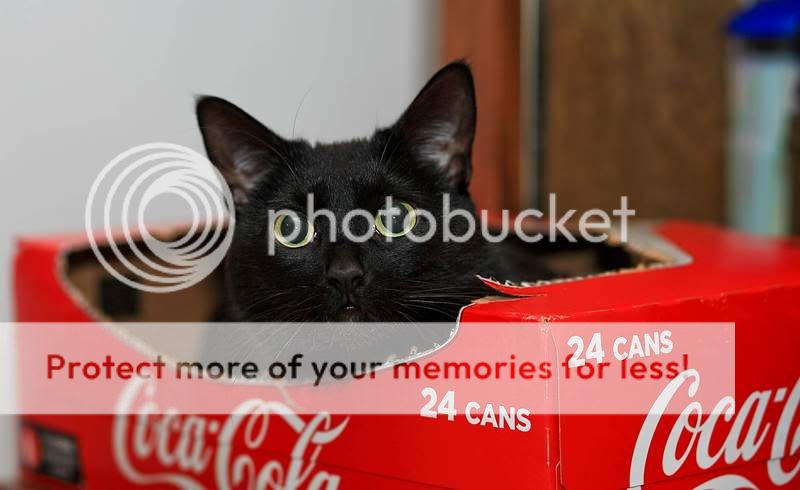 IMAGE: http://i747.photobucket.com/albums/xx117/Bytor_Photo2112/IMG_3764.jpg