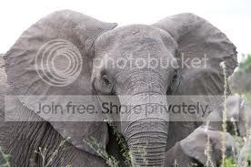  photo ear2-1_zps1e0de895.jpg