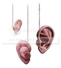  photo ears3_zpscd55c265.jpg