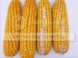  photo ears4-2_zpsb14351f8.jpg