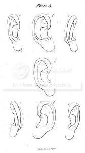  photo ears7-1_zps74c072b9.jpg