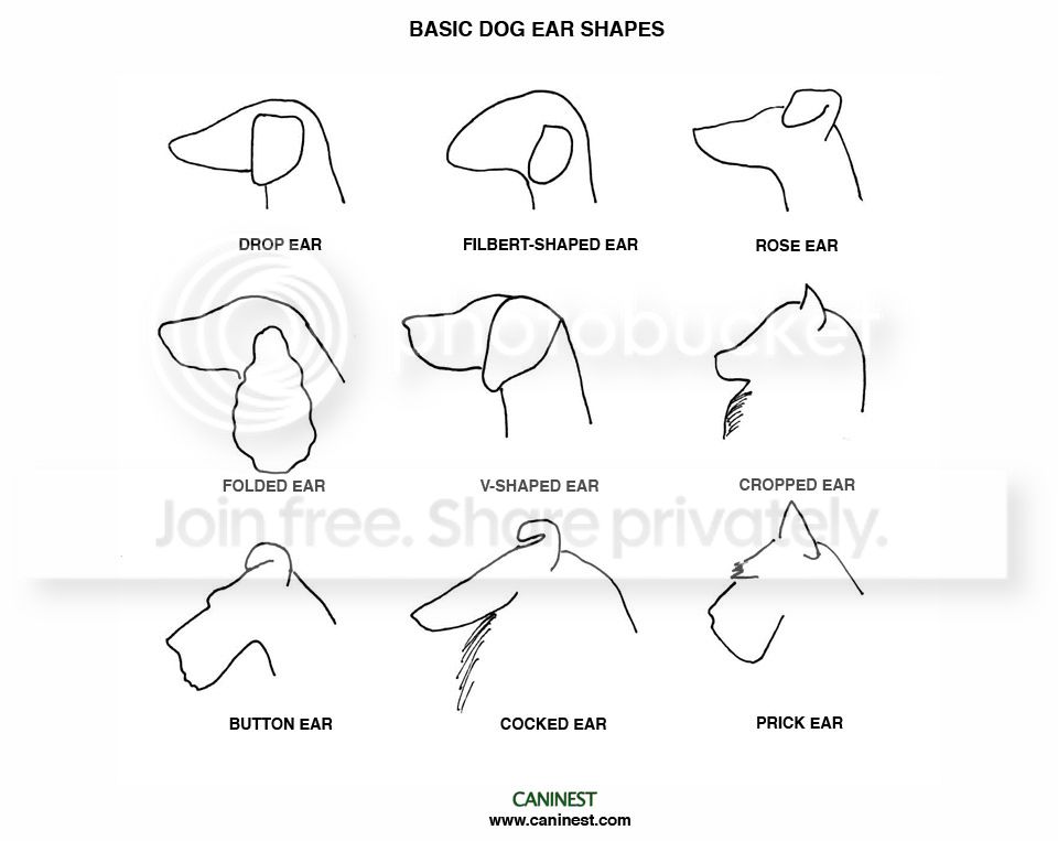  photo ears9-2_zps0a7cabbf.jpg