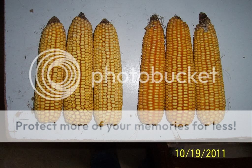 BT Monsanto vs. Organic non GMO - Homesteading Questions