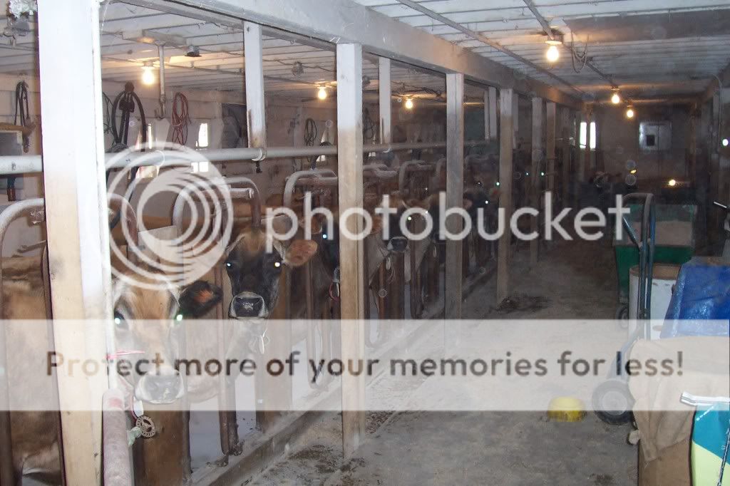 Spring Valley Pictures of our cows - Cattle