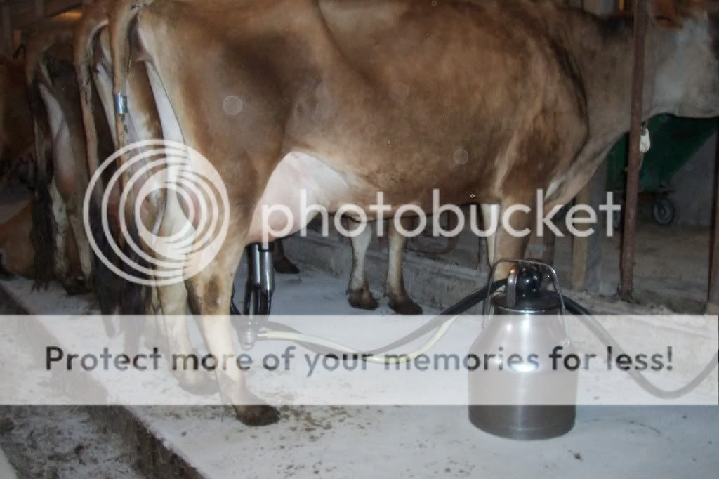 Spring Valley Pictures of our cows - Cattle