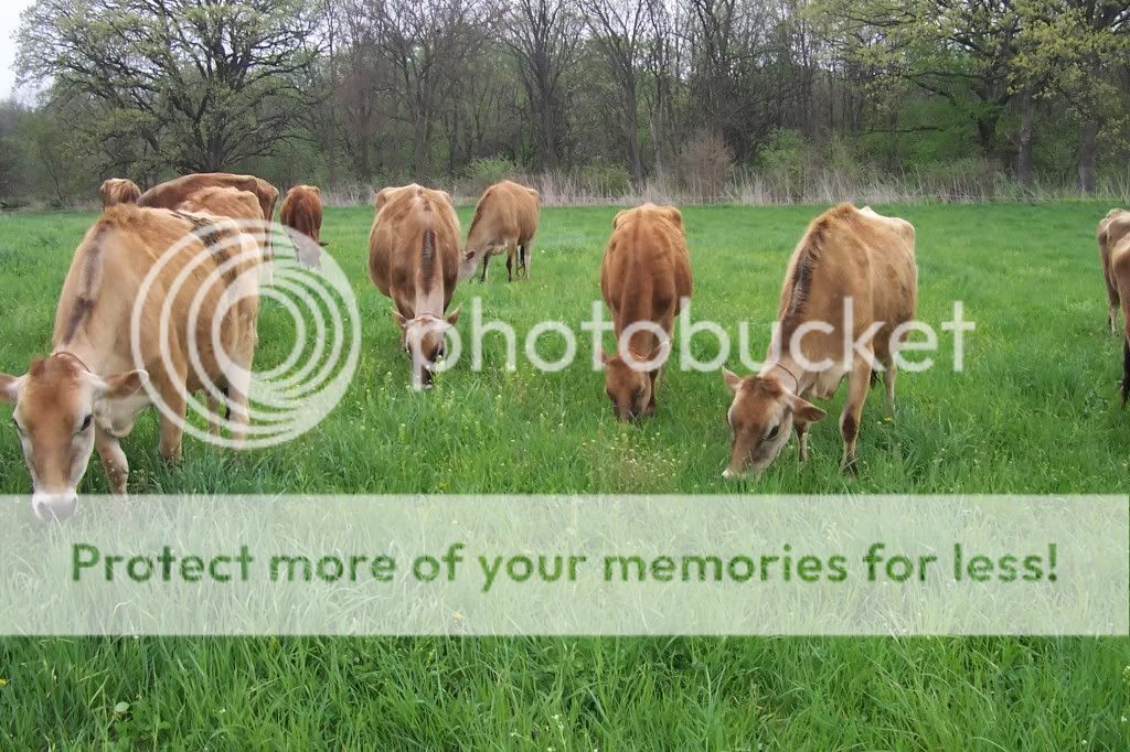 Spring Valley Pictures of our cows - Cattle