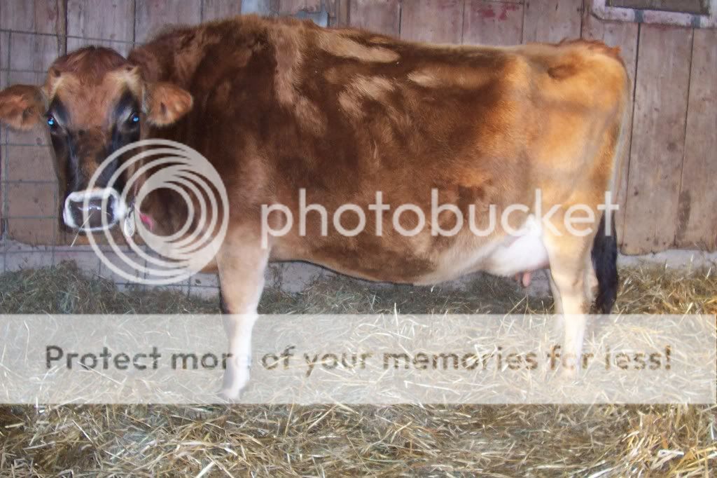 Baby watch !! - Cattle