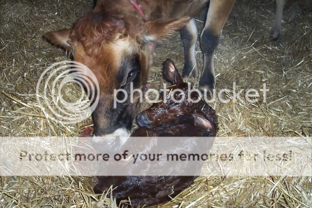 Baby watch !! - Cattle