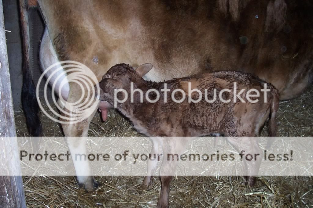 Baby watch !! - Cattle