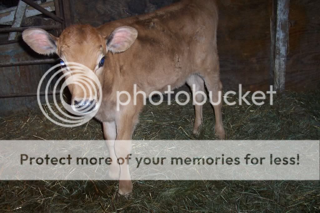 Baby watch !! - Cattle