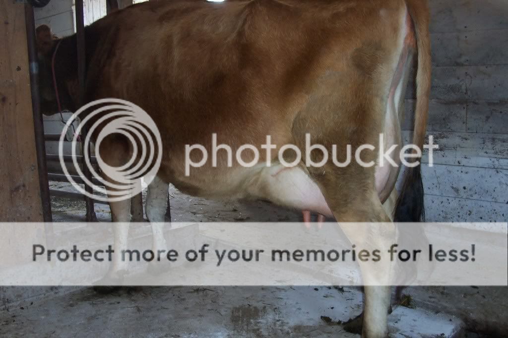 Baby watch !! - Cattle