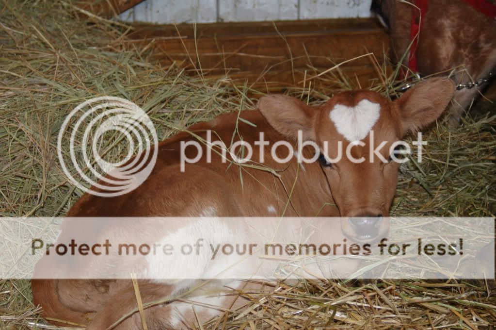 Doesn't it just figure.... - Cattle