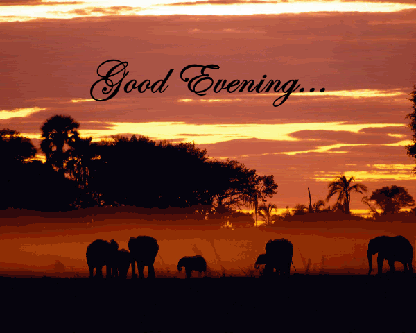 Goodeveningelphants.gif?t=1282337378