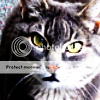 catav1.png