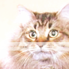 catav2.png