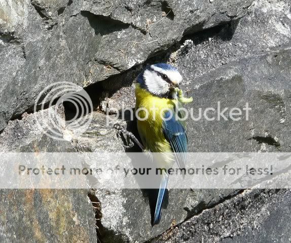 Blue Tit