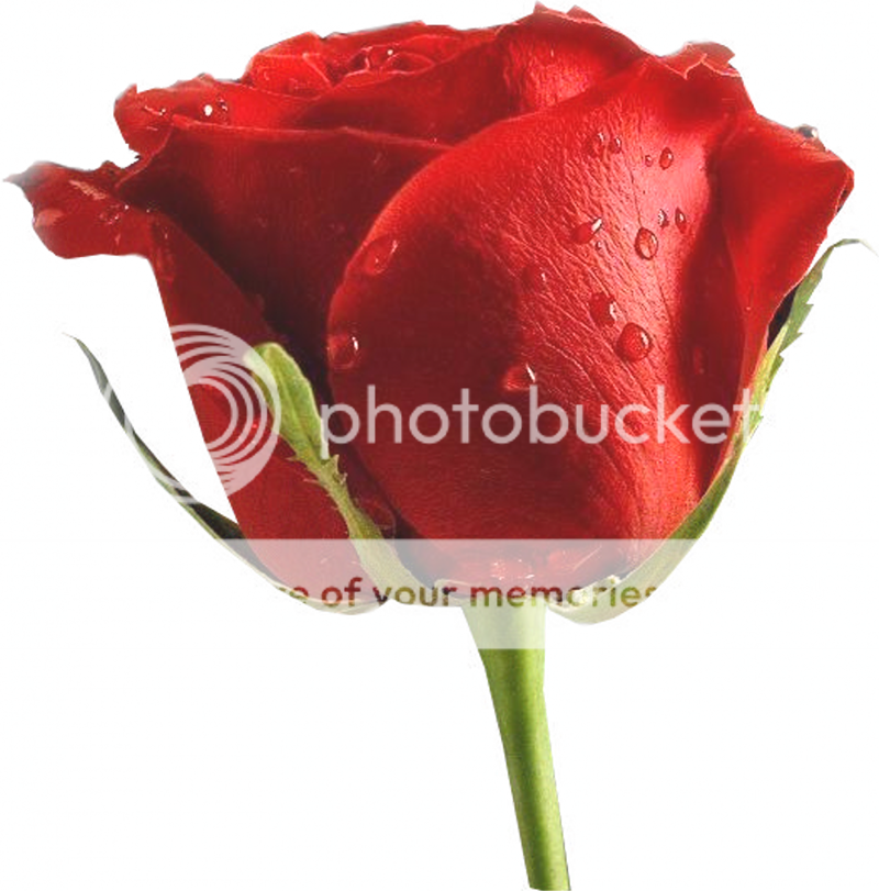Rose_800x811.png